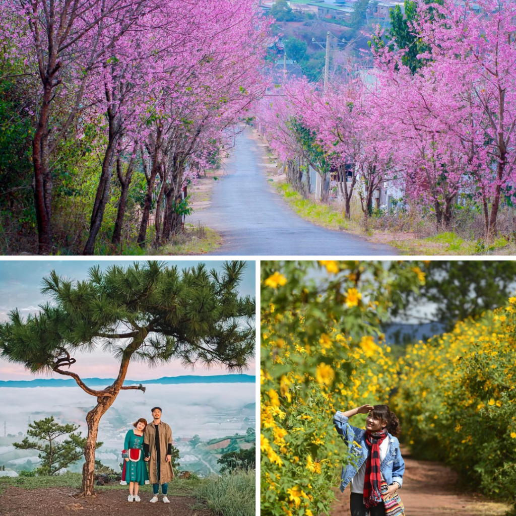 Để trả lời cho câu hỏi “Đi Đà Lạt mùa nào đẹp” thì bạn nên thử trải nghiệm Đà Lạt vào thời điểm đẹp nhất năm này. 