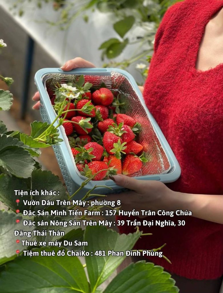 hái dâu tại vườn và các tiện ích khác ở Đà Lạt: Minh Tiến Farm, ChaiKo